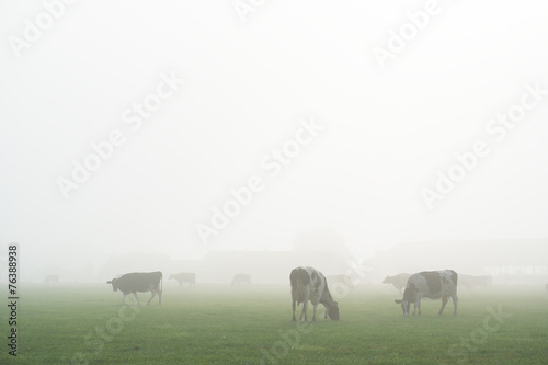 Dutch cows in fog