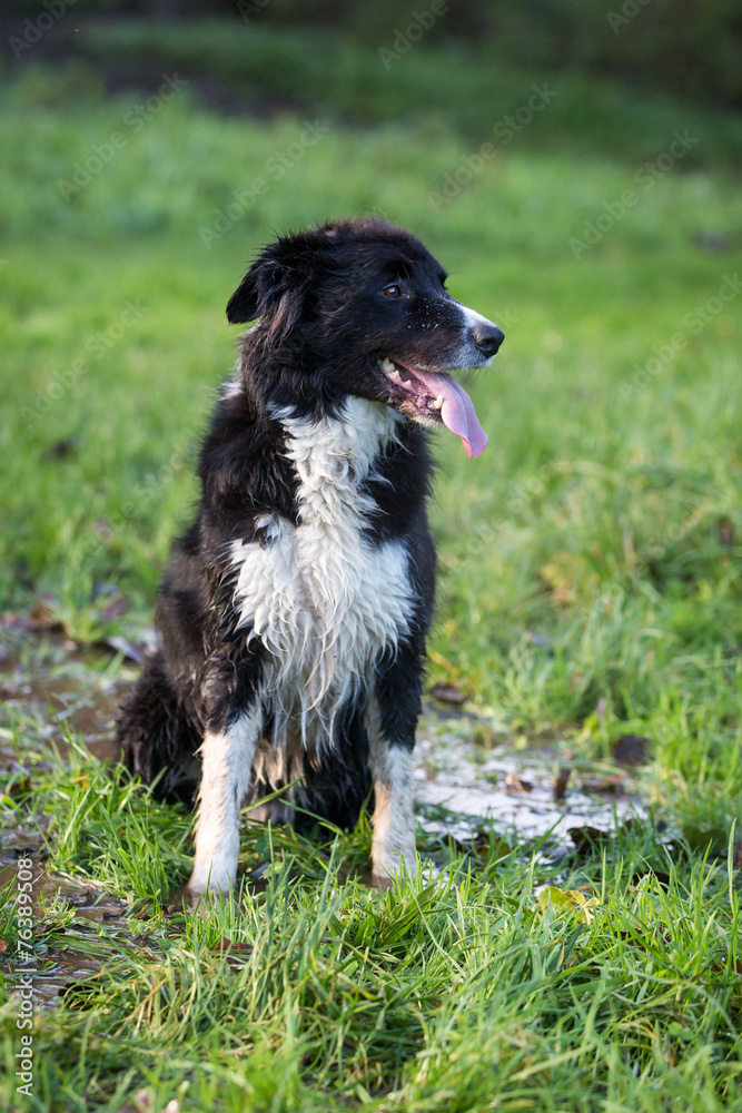 Fototapeta premium Border Collie