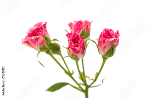 little pink rose