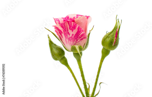 little pink rose