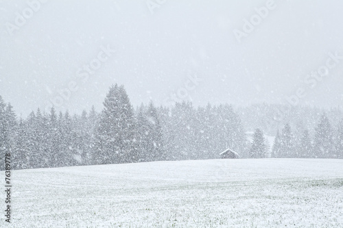 snowstorm in Bavariah meadows