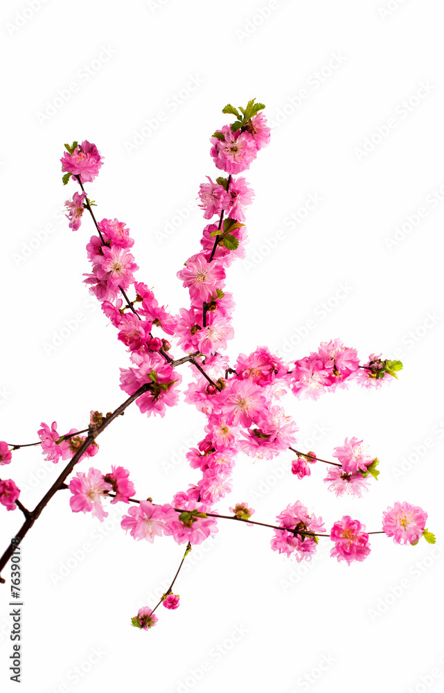Fototapeta premium Spring cherry tree blossoms isolated