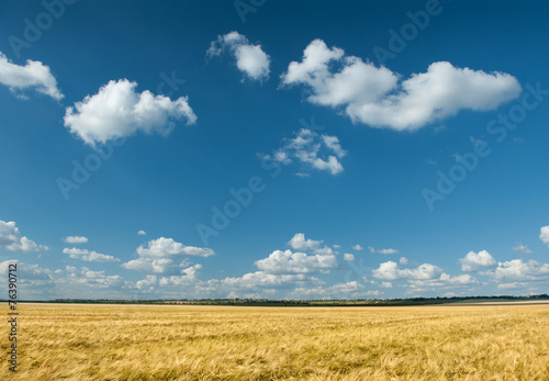 yellow wheat field and sky summer landscape