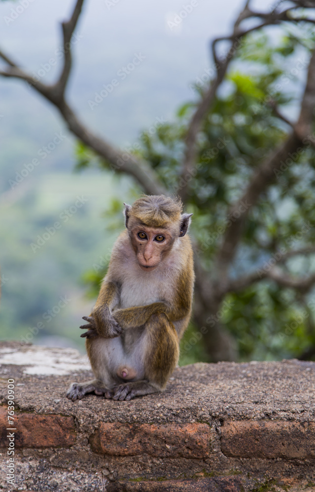 Fototapeta premium Toque macaque