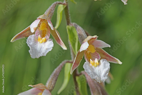 Fototapeta Naklejka Na Ścianę i Meble -  orchidea di palude (epipactis palustris)
