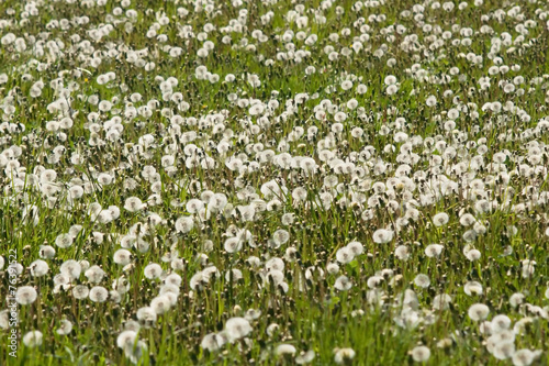 Fototapeta Naklejka Na Ścianę i Meble -  flowering dandelions