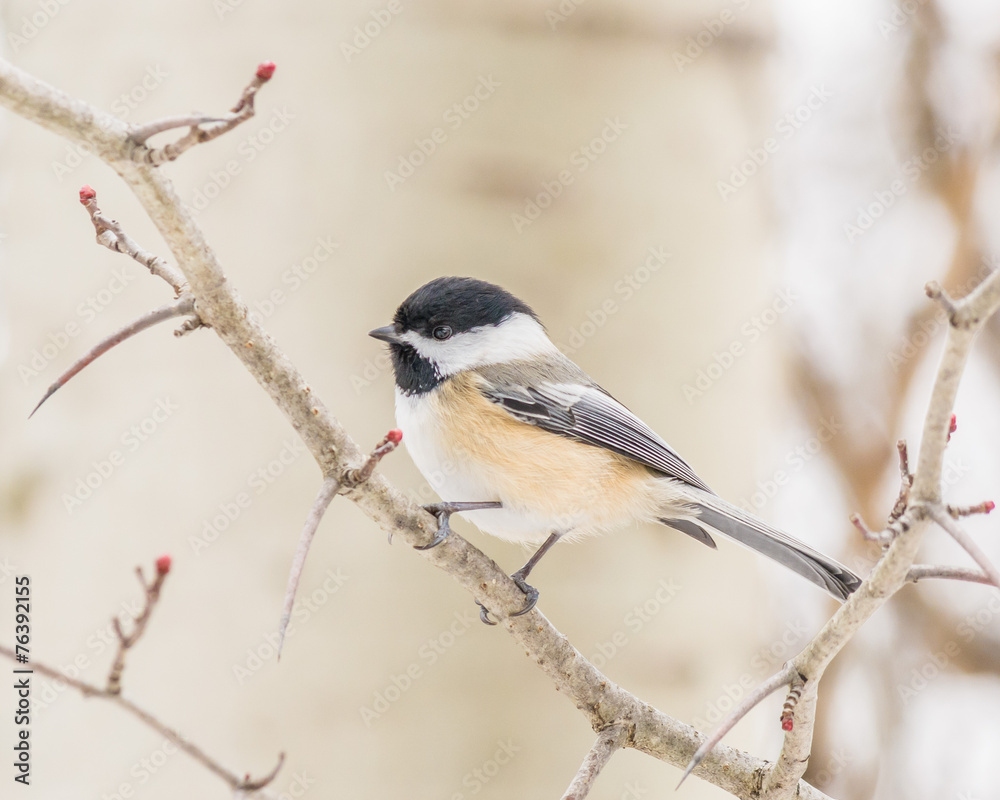 Obraz premium Black-capped Chickadee