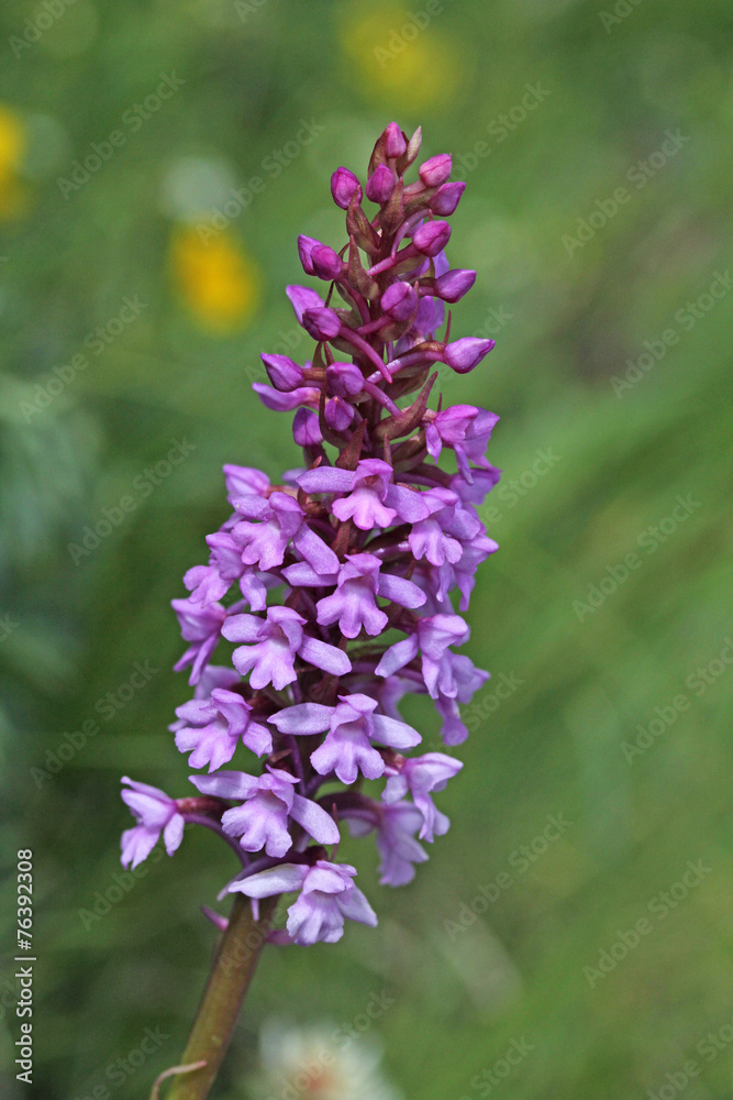 Obraz premium orchidea dei prati (gymnadenia conopsea)