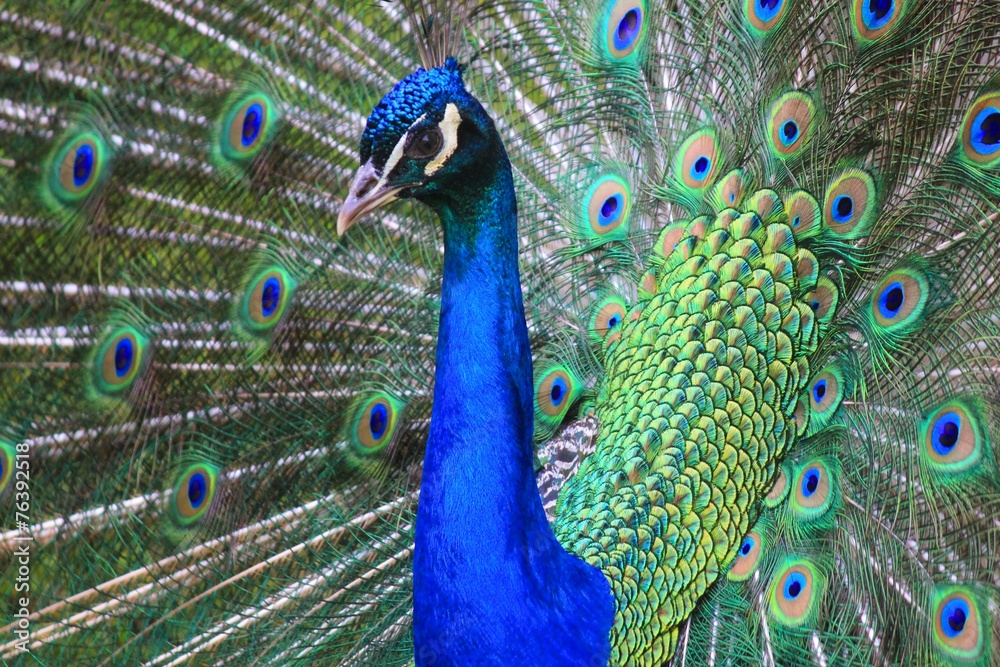 Obraz premium close-up peacock