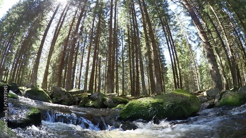 water stream in the woods