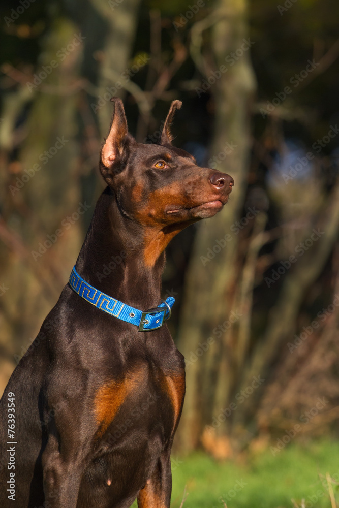 Beautiful brown young doberman male portrait