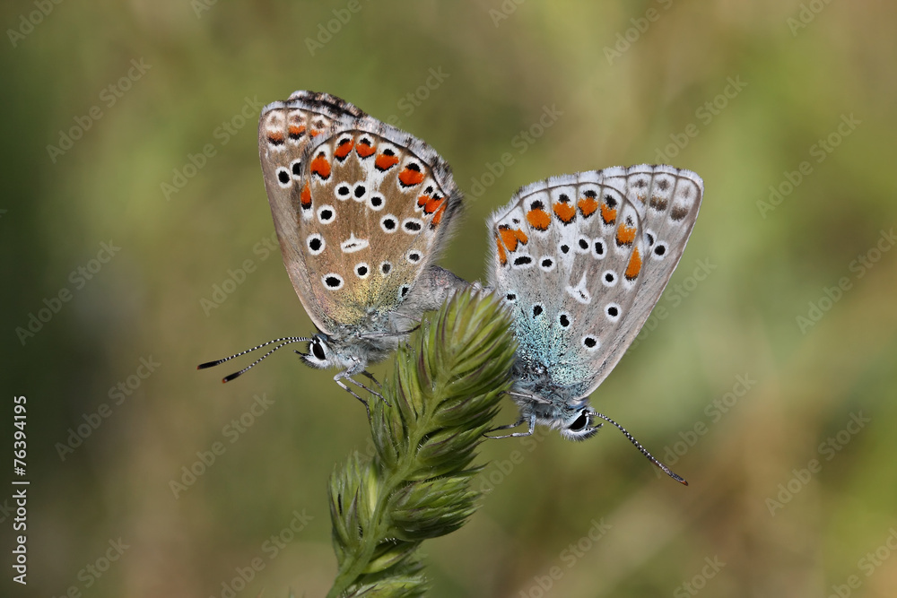 Fototapeta premium butterfly pair (Polyommatus bellargus)