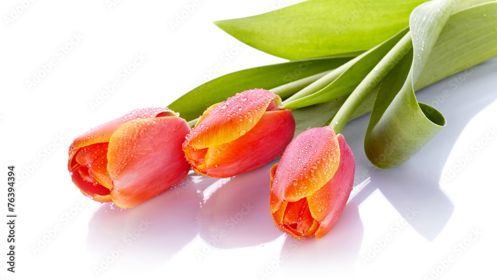 Tulips Tulips
