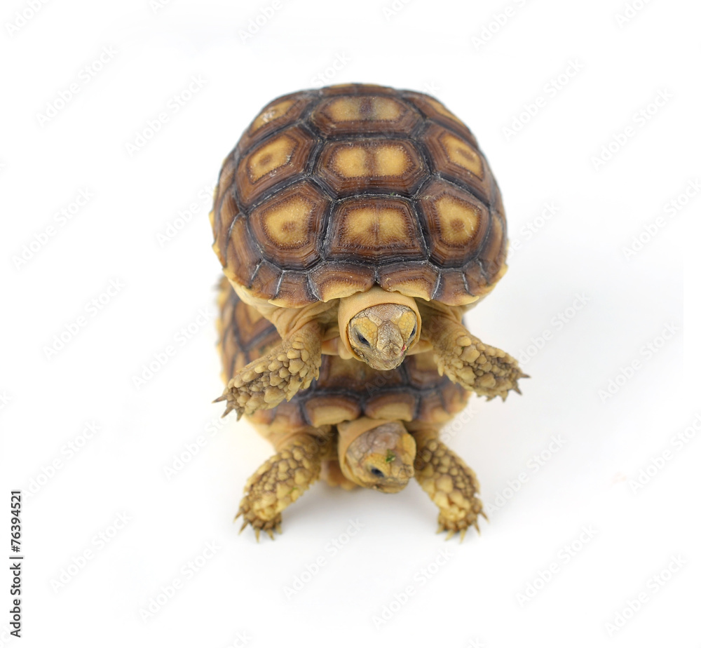 turtle on white background