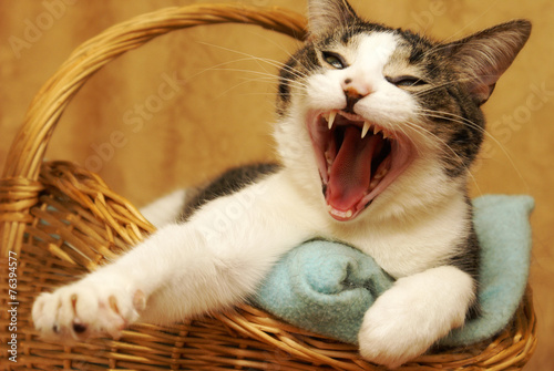 Yawning Cat © Matthew Benoit