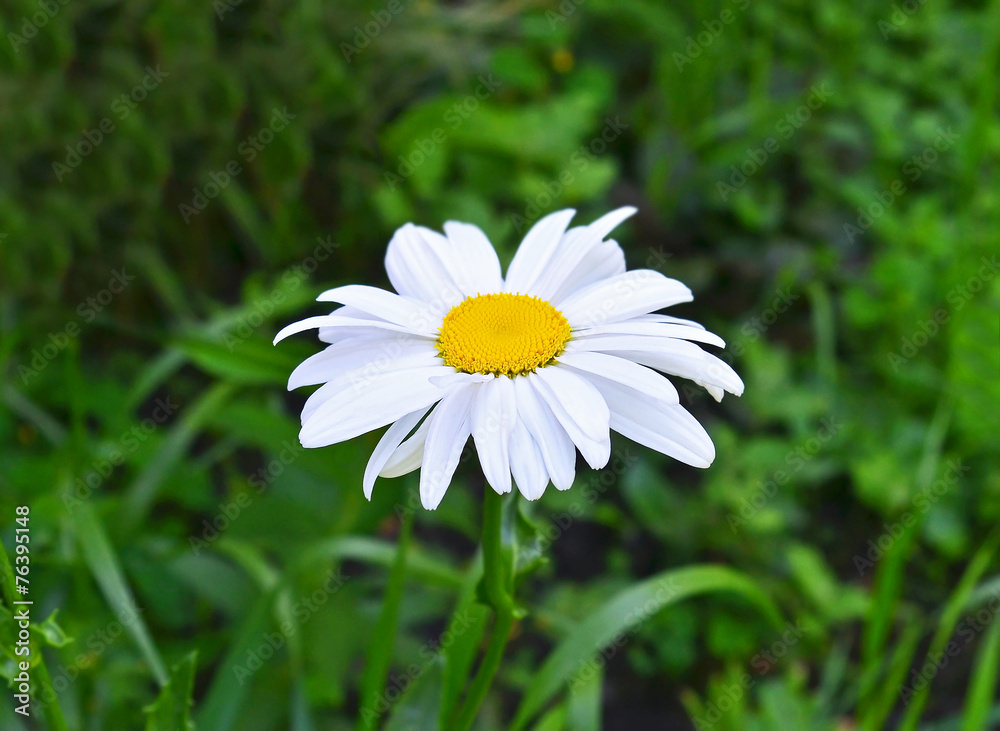 White field camomile on green grass background White field camomile on green grass background