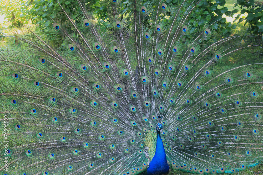 Naklejka premium peacock with open feathers