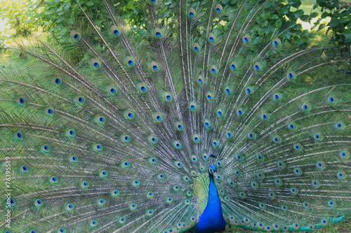 peacock with open feathers