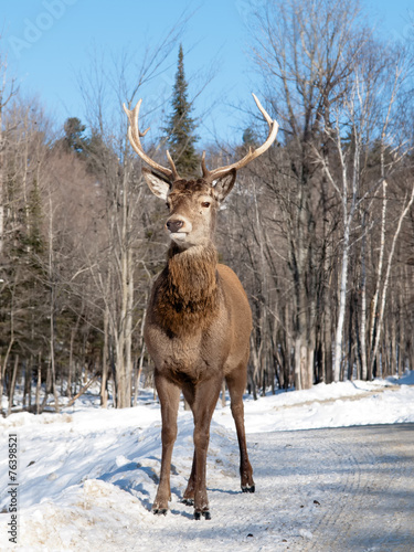 Male red deer standing in the winter