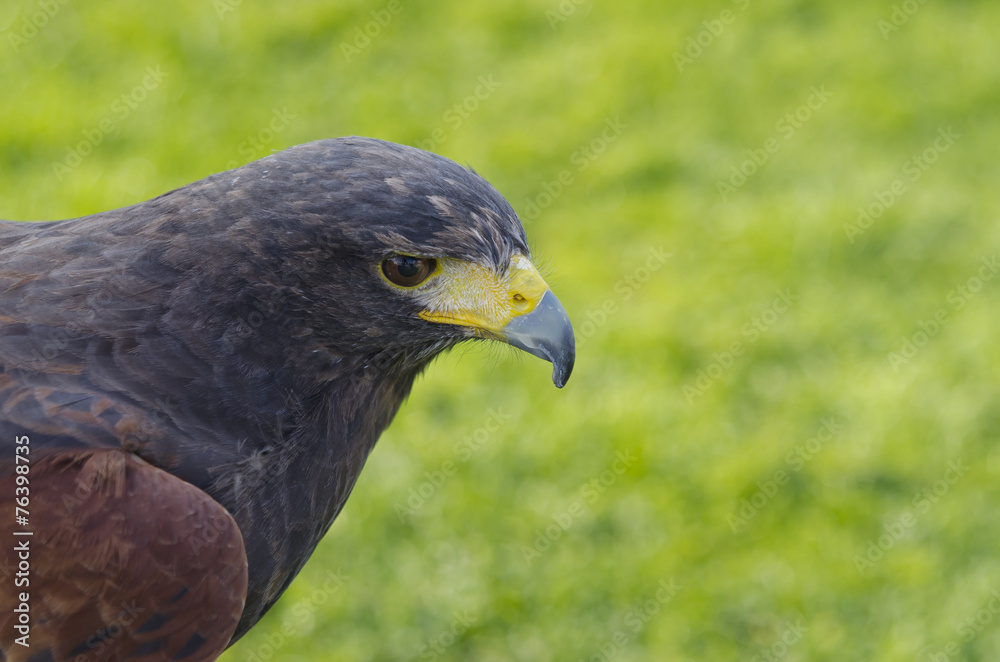 Fototapeta premium Falcon with green grass in the background