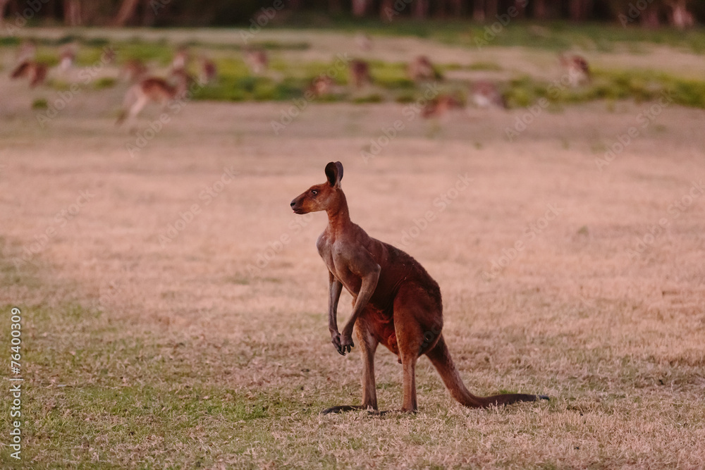 Unique looking kangaroo at twilight Unique looking kangaroo at twilight