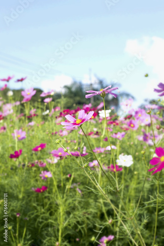 pink and white  cosmos flowers in the nature
