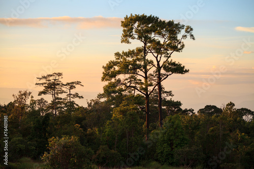 Pines and sunset