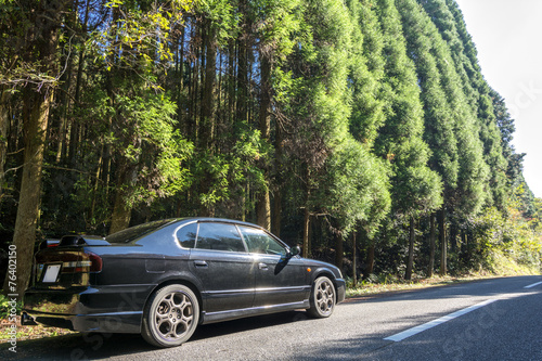 車のサイドビューと杉林