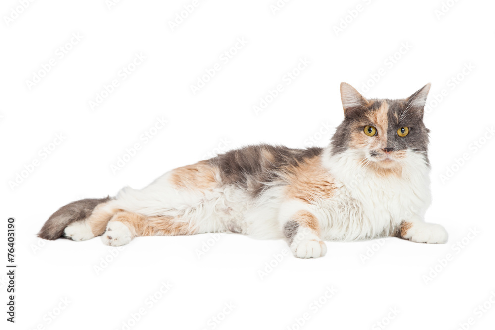 Calico Cat Laying And Looking Forward - obrazy, fototapety, plakaty 