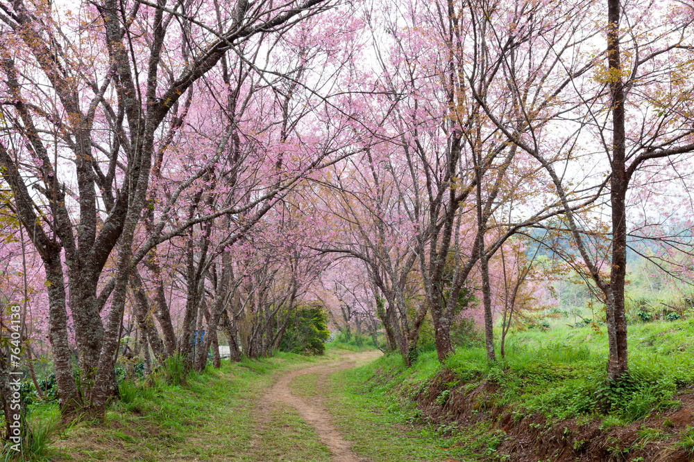 pink sakura blossoms on dirt road in thailand pink sakura blossoms on dirt road in thailand