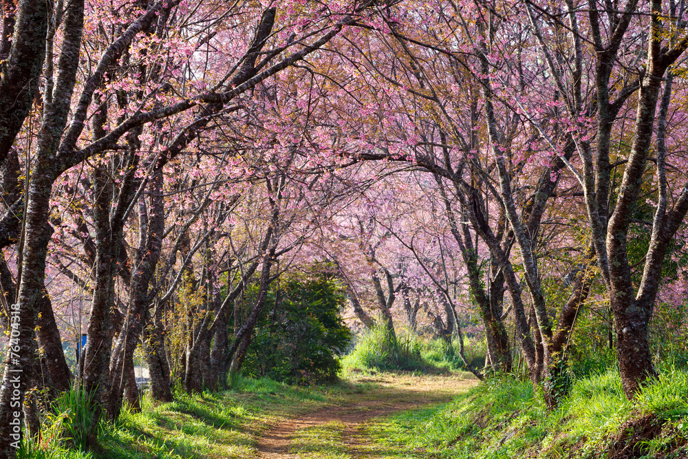 Naklejka premium pink sakura blossoms on dirt road in thailand