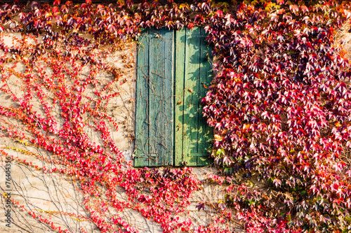 Fotografía Japanese creeper and old window