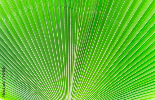 Lines and textures of Green Palm leaves   background