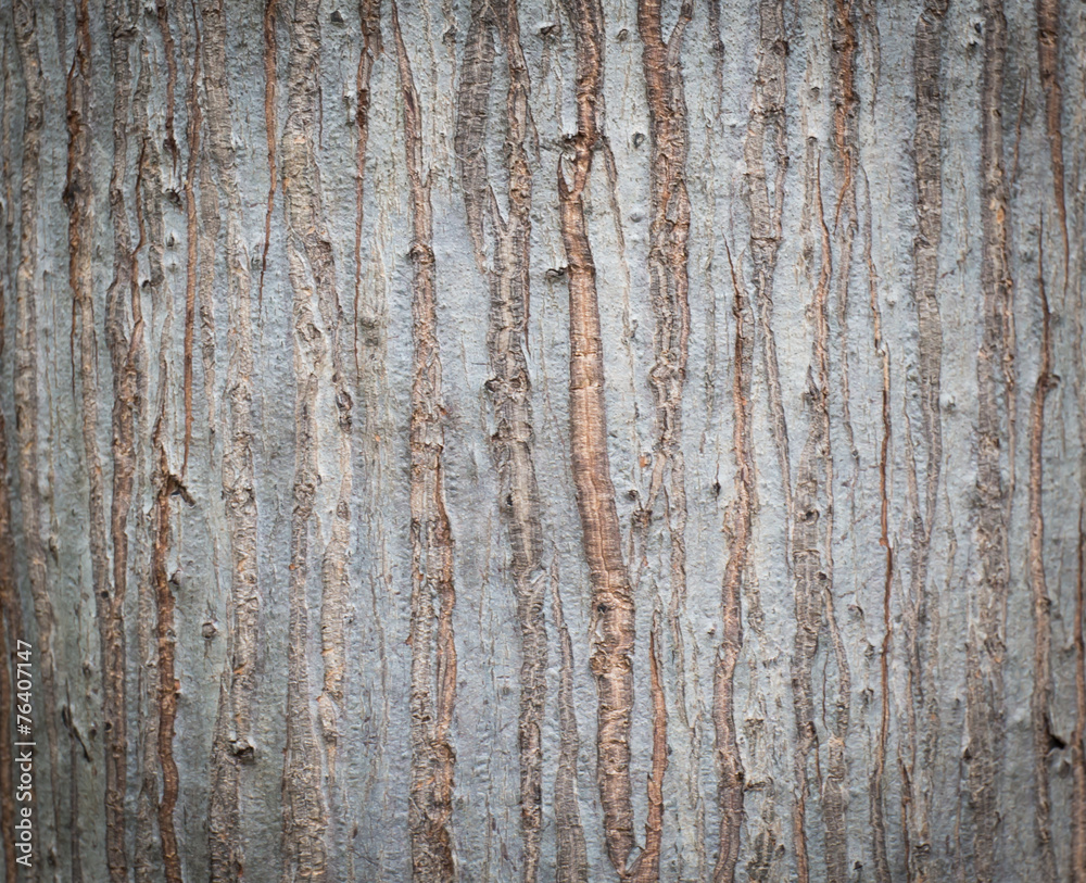 Bark of Elm. Seamless Tileable Texture , background Bark of Elm. Seamless Tileable Texture , background