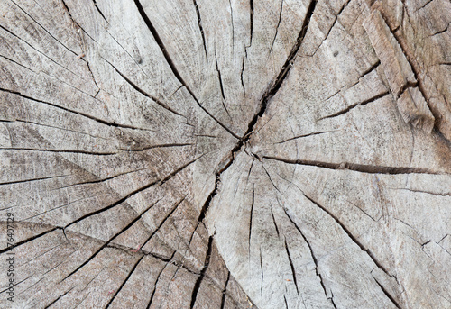 texture of tree stump , background