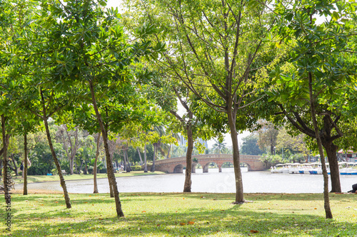 Green city park and beautiful tree