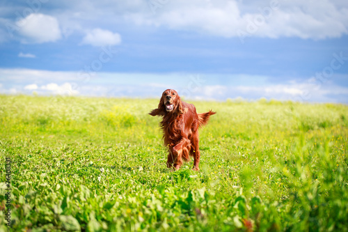 Red irish setter dog