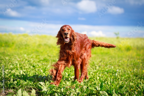 Red irish setter dog photo