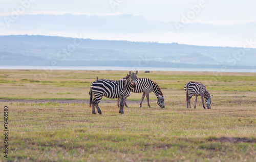Herd of wild zebras