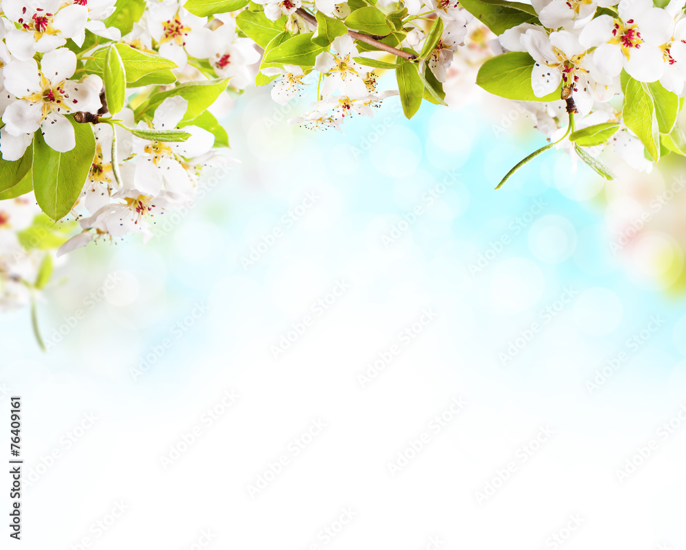 Fototapeta premium Spring blossoms on white background