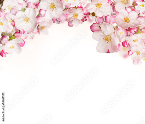 Spring blossoms on white background