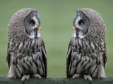 Great grey gray owls
