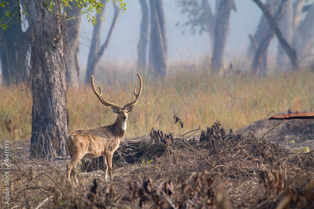 Spotted deer male in Bardia, Nepal Spotted deer male in Bardia, Nepal