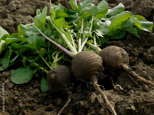 fresh harvested black radishes