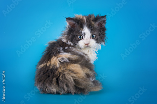 Foto young kitten on a colored background isolated