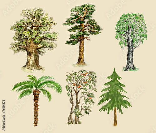 Trees illustration watercolors hand painted