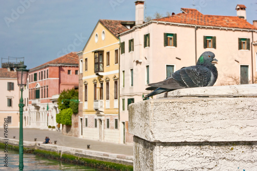 Pigeon in Venice © Fotografs