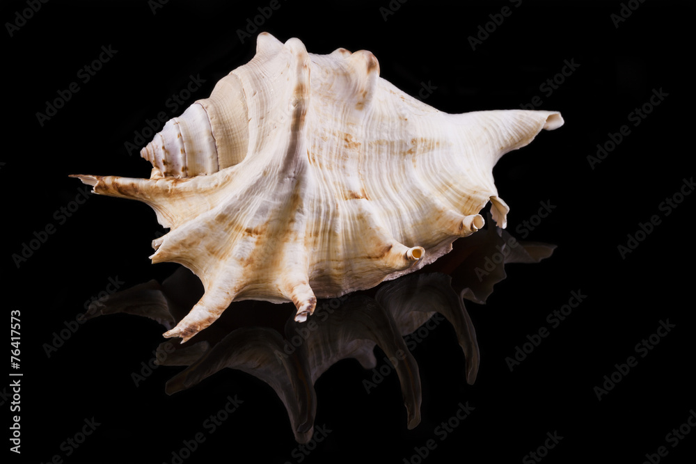 Muschel mit schwarzem Hintergrund und Spiegelung Muschel mit schwarzem Hintergrund und Spiegelung