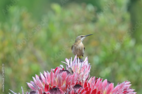 Cape sugarbird on protea flowers photo