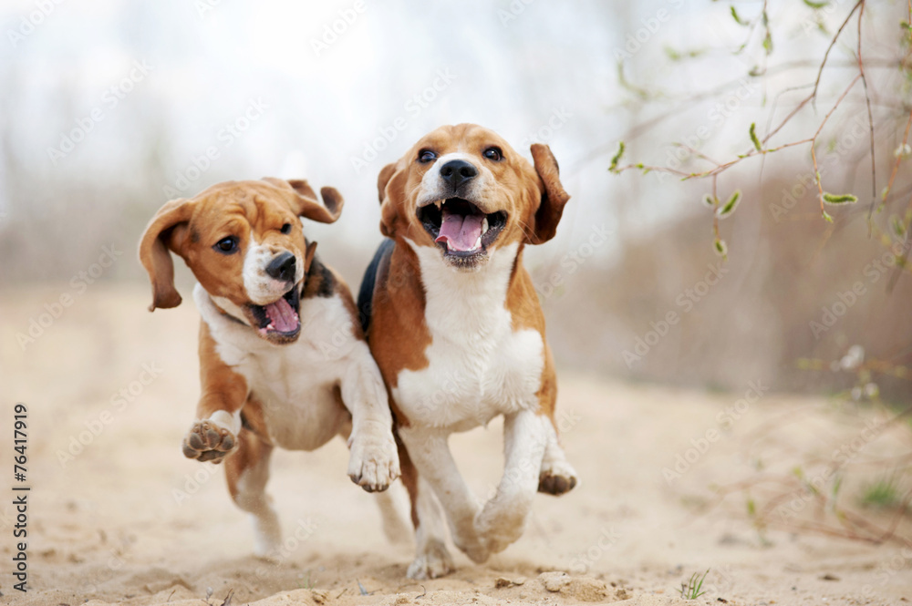 Two funny beagle dogs running